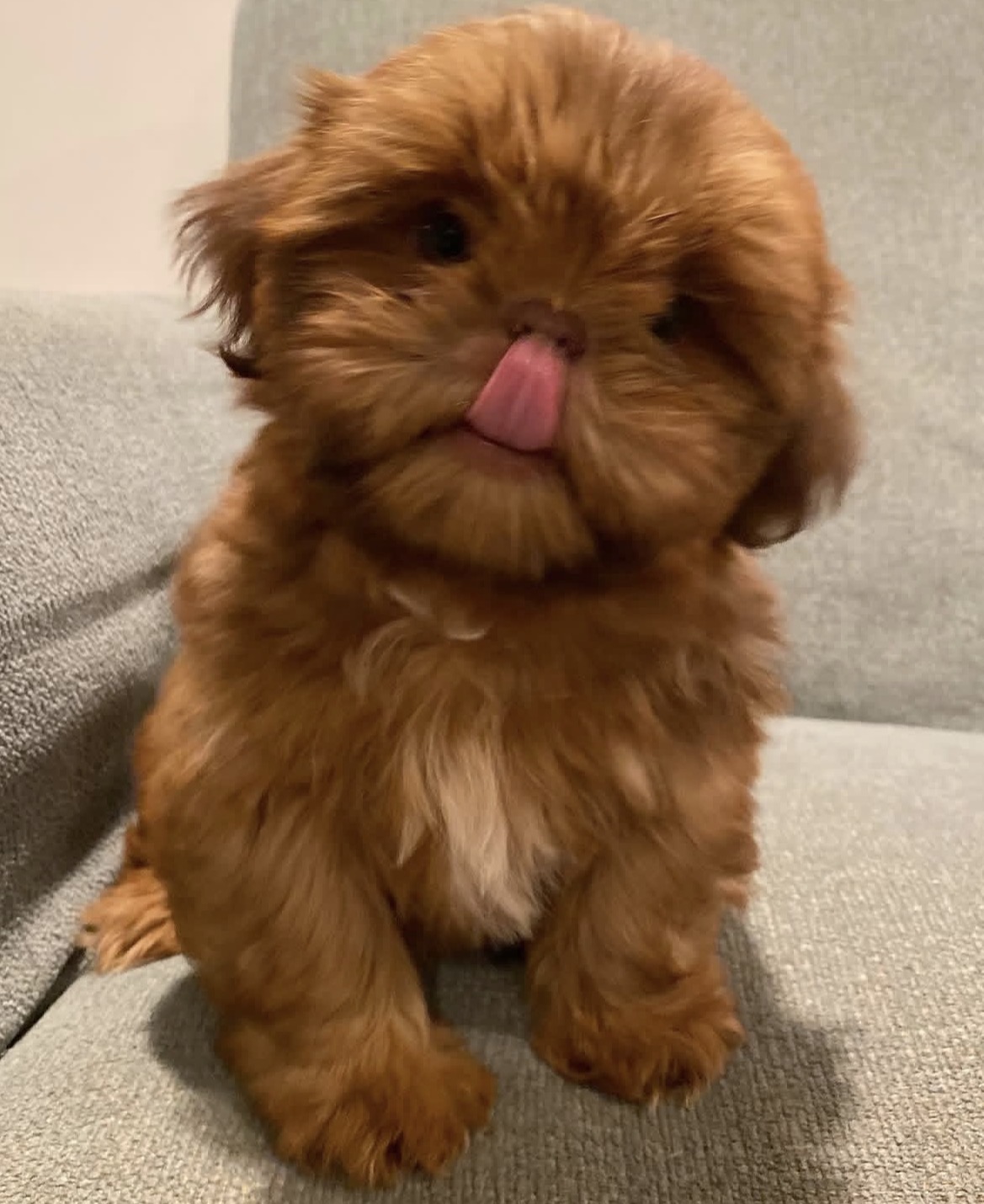 Side view of Daisy, Gold shih tzu