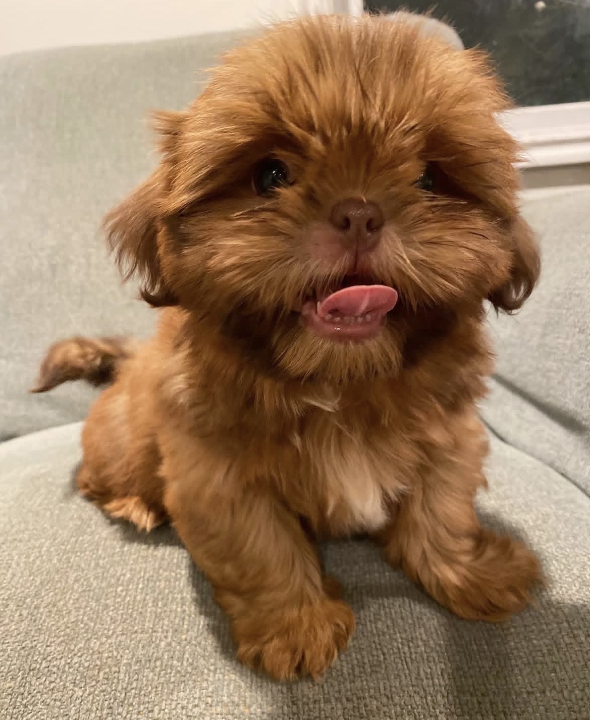 Close-up of Daisy, Gold shih tzu