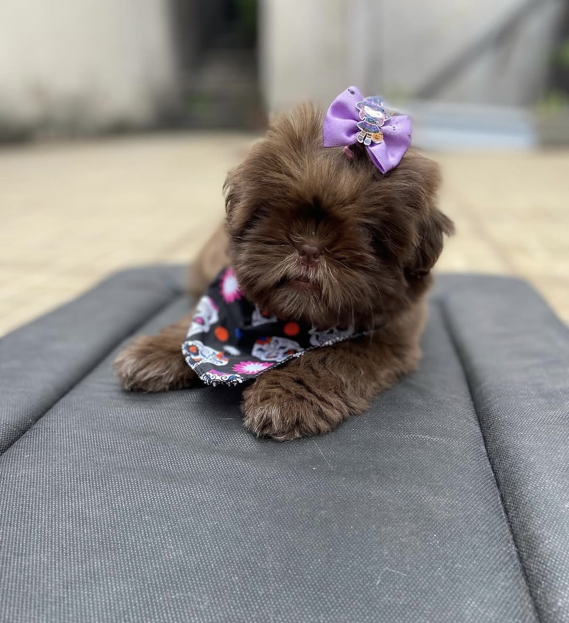 Luna, a female Gold shih tzu puppy