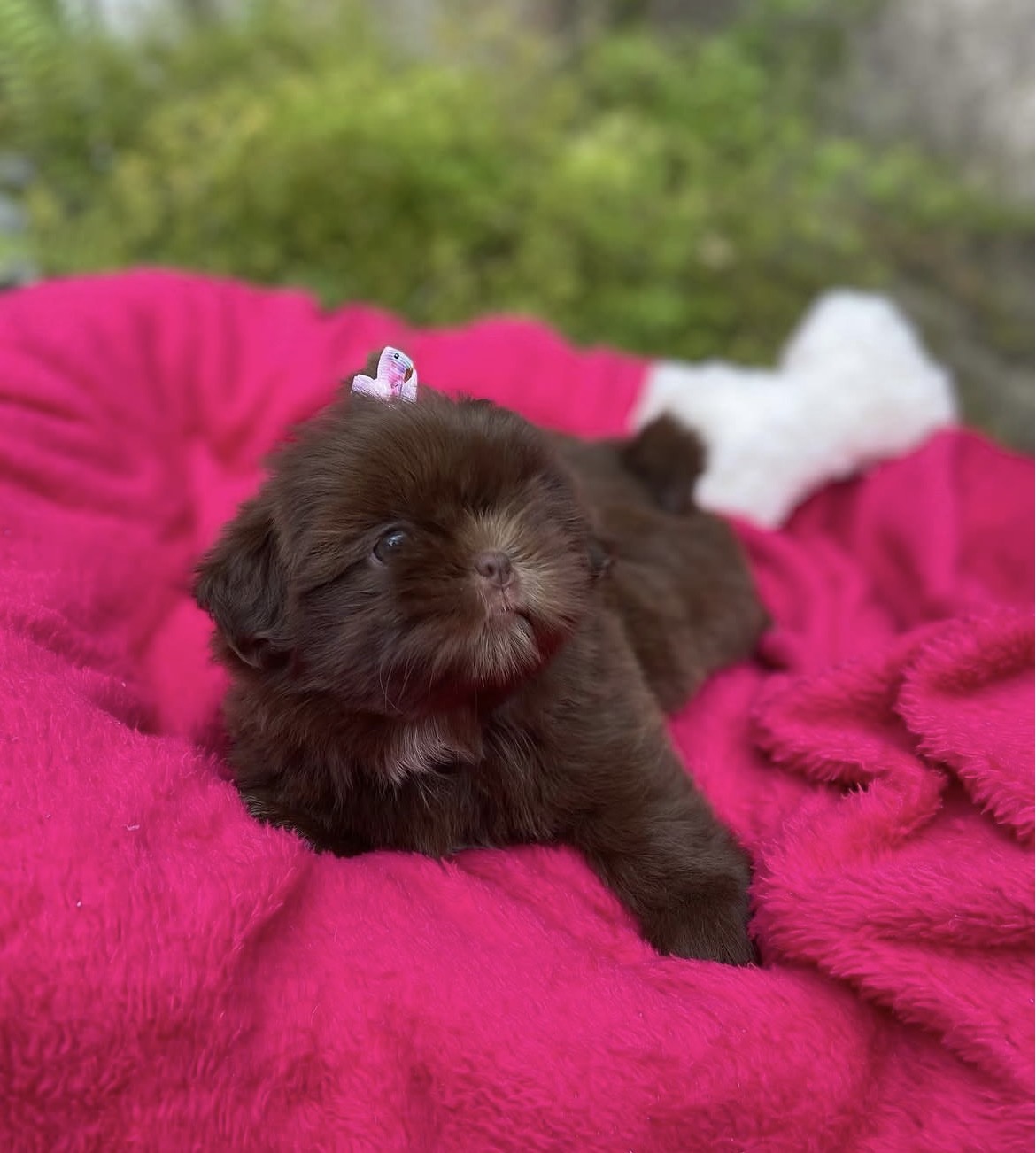 Close-up of Luna, Gold shih tzu