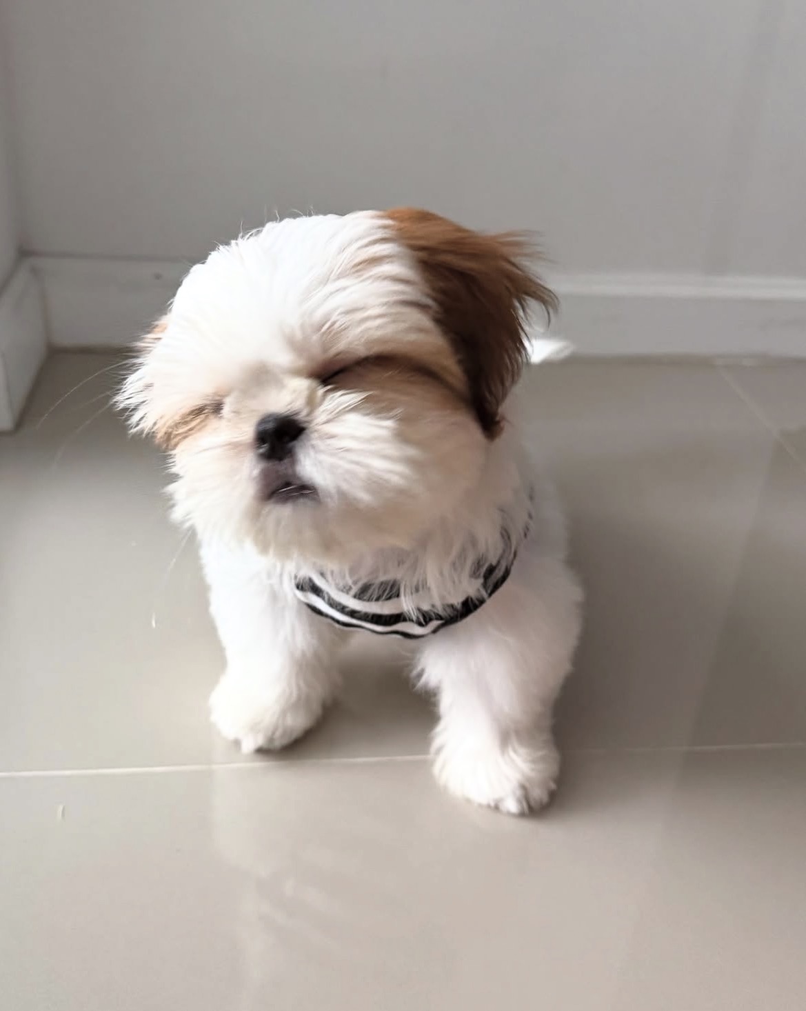 Maggie, a female White shih tzu puppy