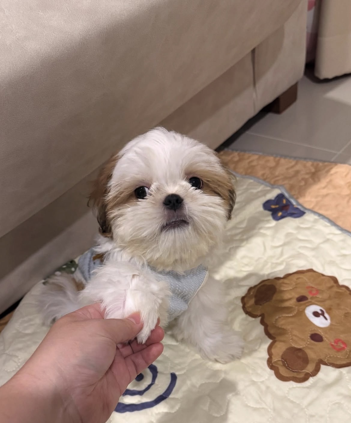 Side view of Maggie, White shih tzu