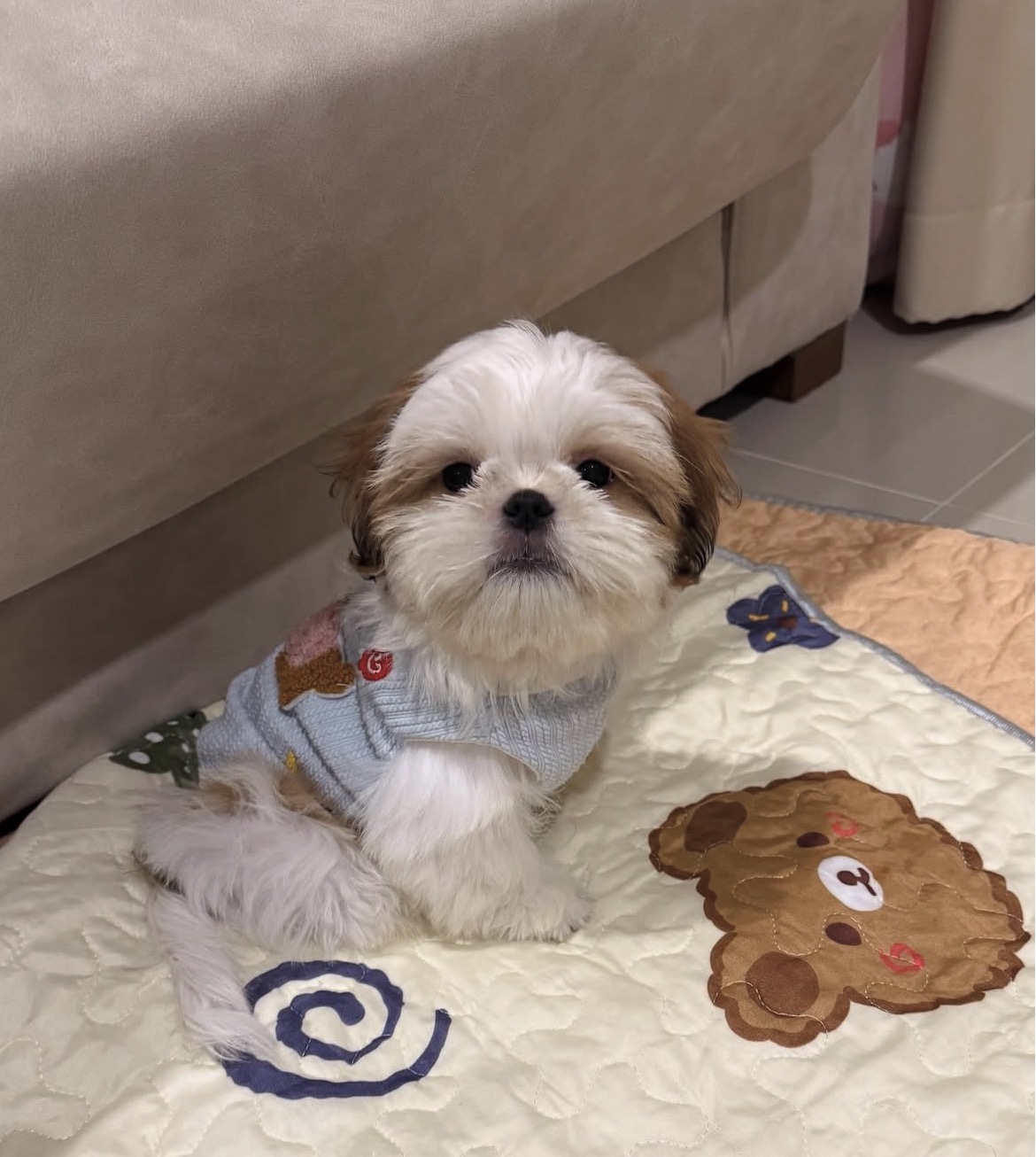 Close-up of Maggie, White shih tzu