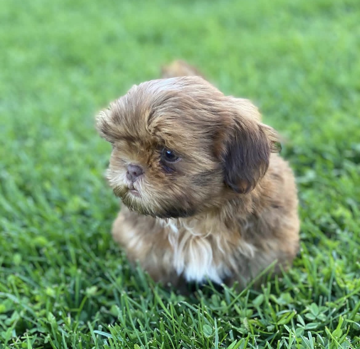 Mochi, a male Brindle shih tzu puppy