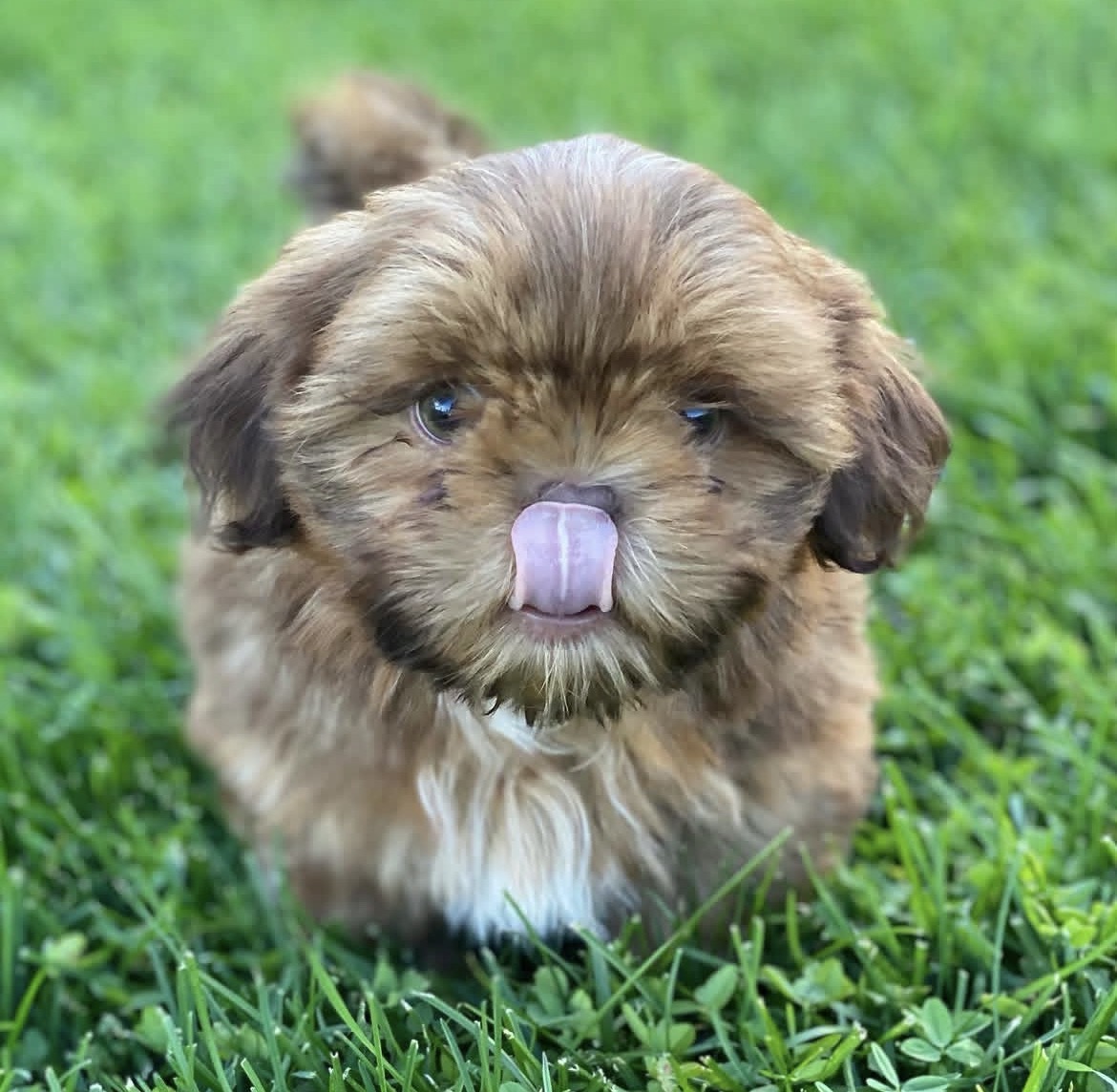 Side view of Mochi, Brindle shih tzu