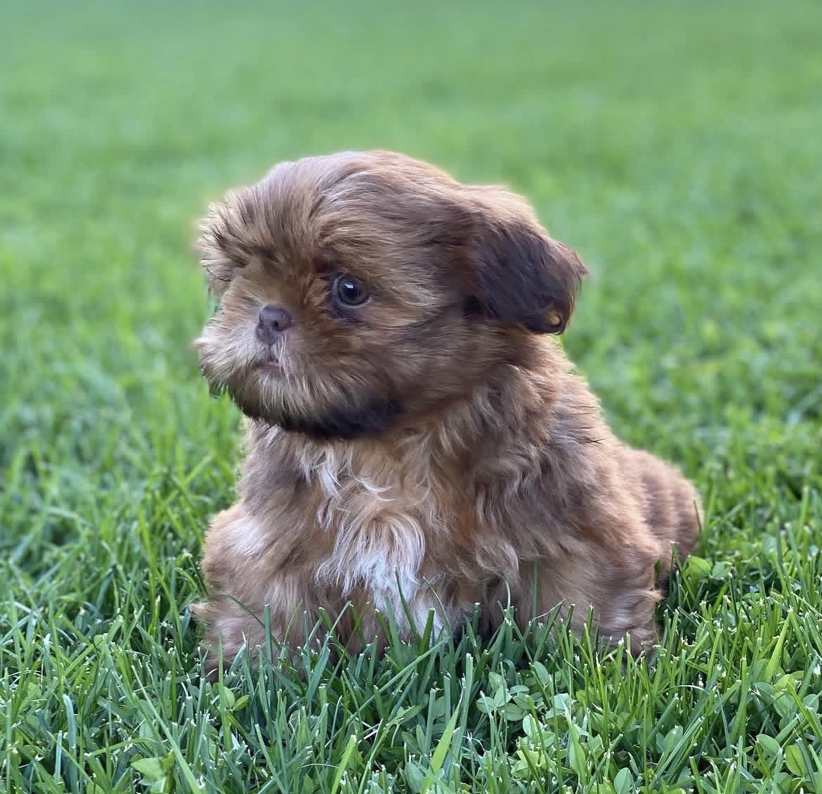 Close-up of Mochi, Brindle shih tzu