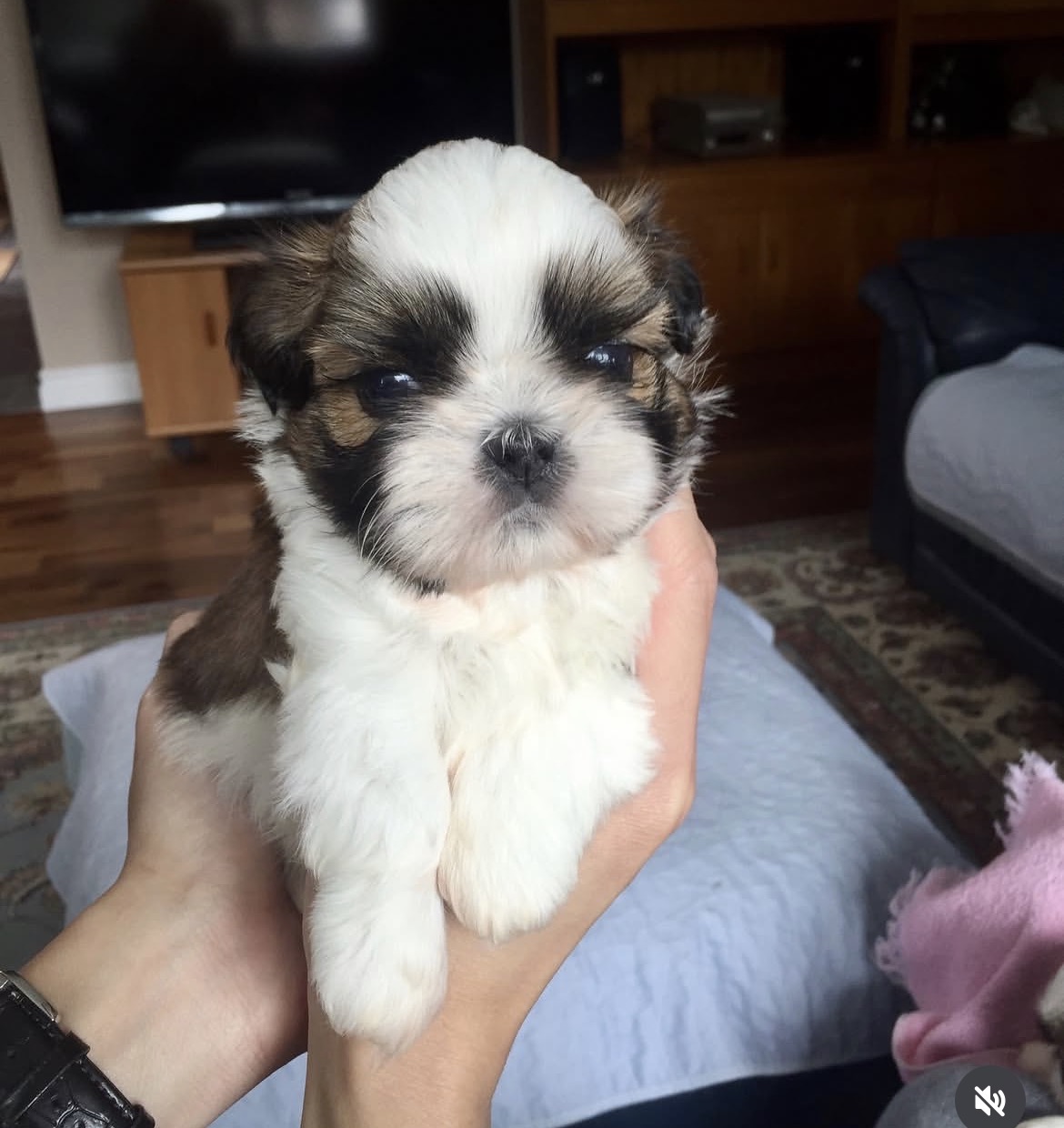 Rocky, a male Brindle shih tzu puppy