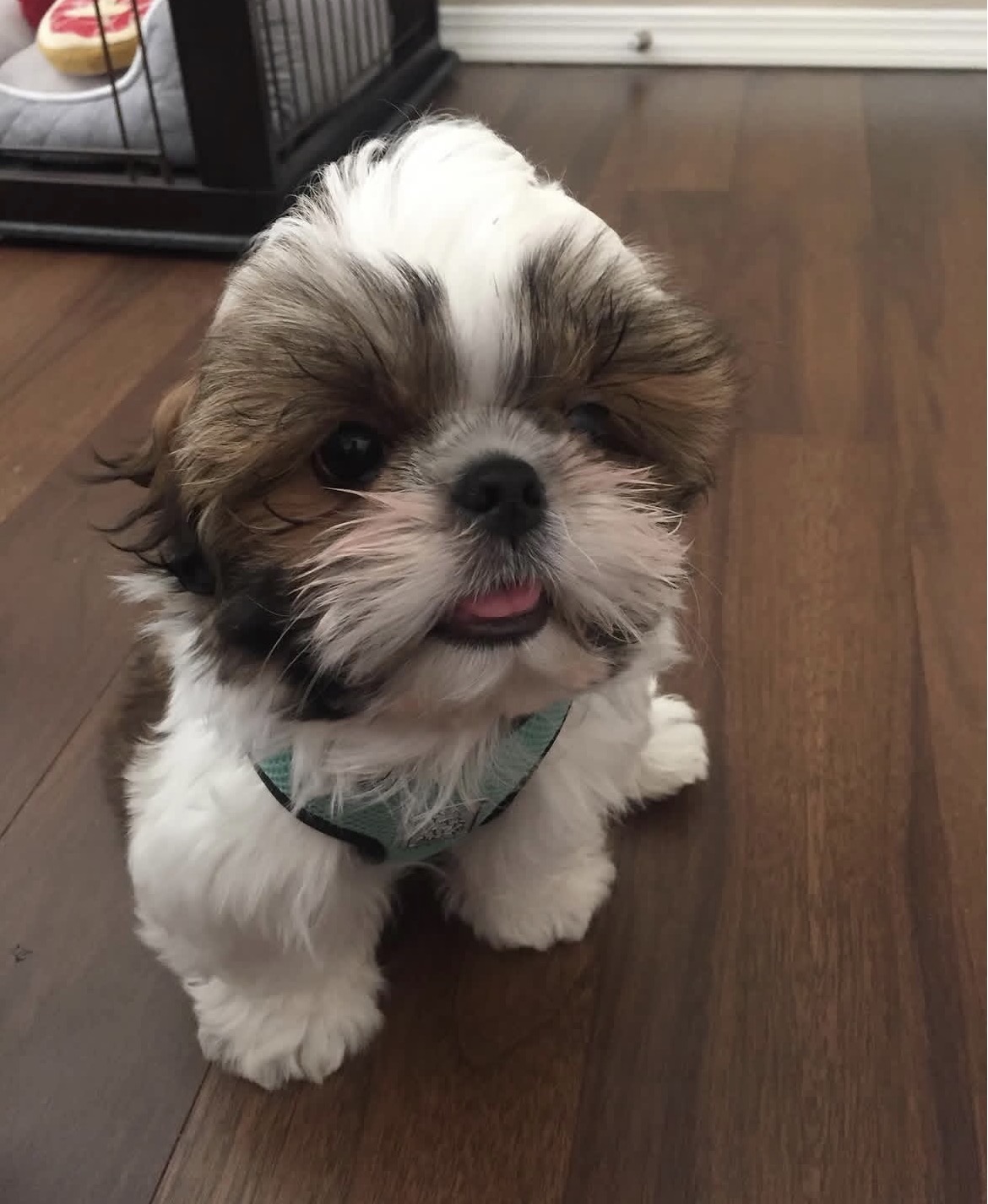Side view of Rocky, Brindle shih tzu