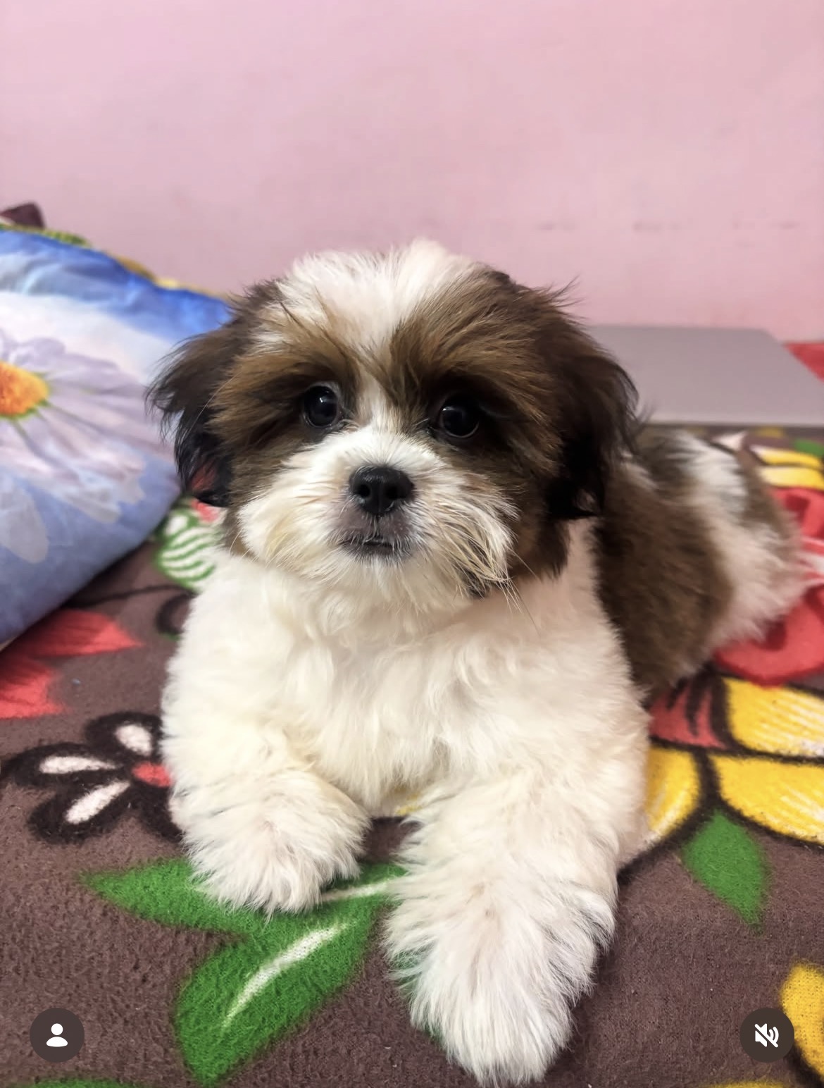Close-up of Rocky, Brindle shih tzu