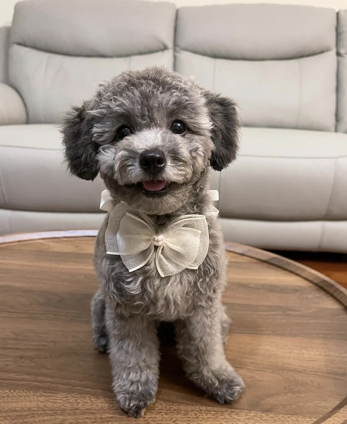 Charlie, a male Silver toy poodle puppy