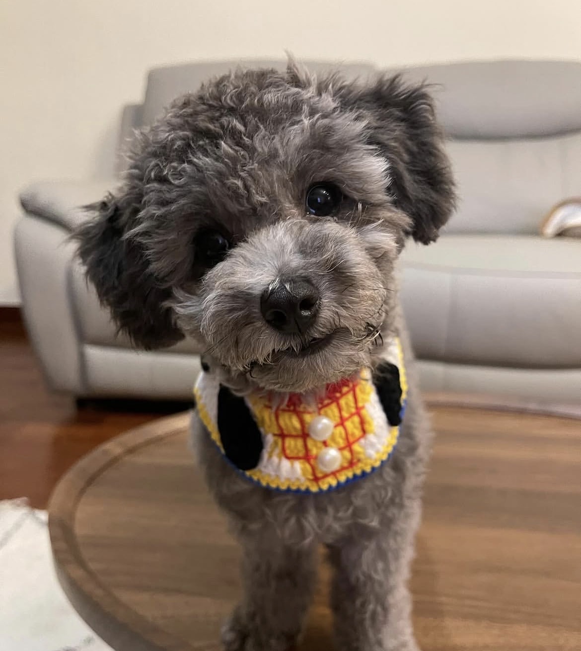 Side view of Charlie, Silver toy poodle