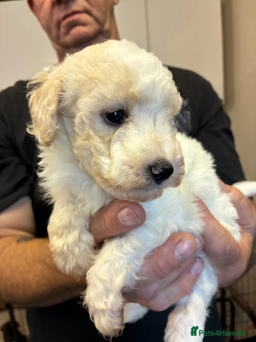 Coco, a female White toy poodle puppy
