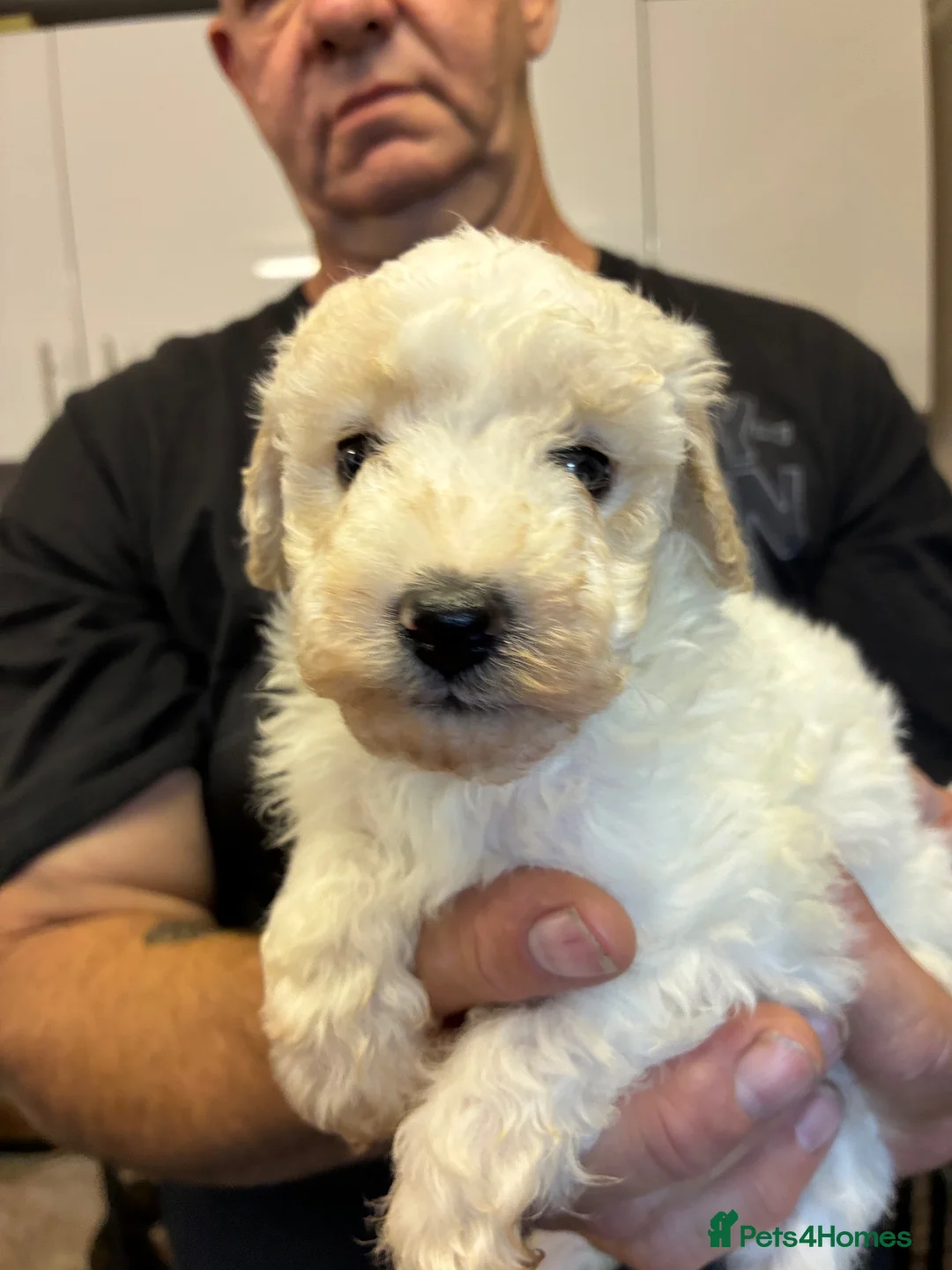 Side view of Coco, White toy poodle
