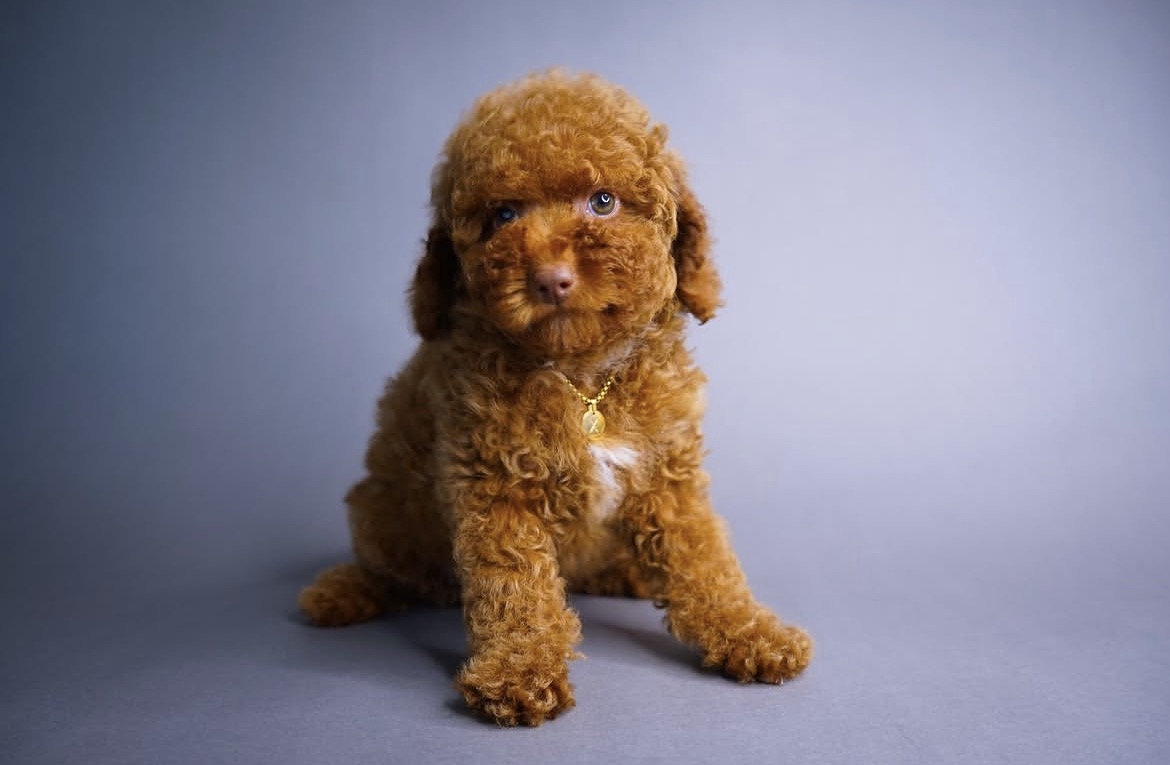 Leo, a male Red toy poodle puppy