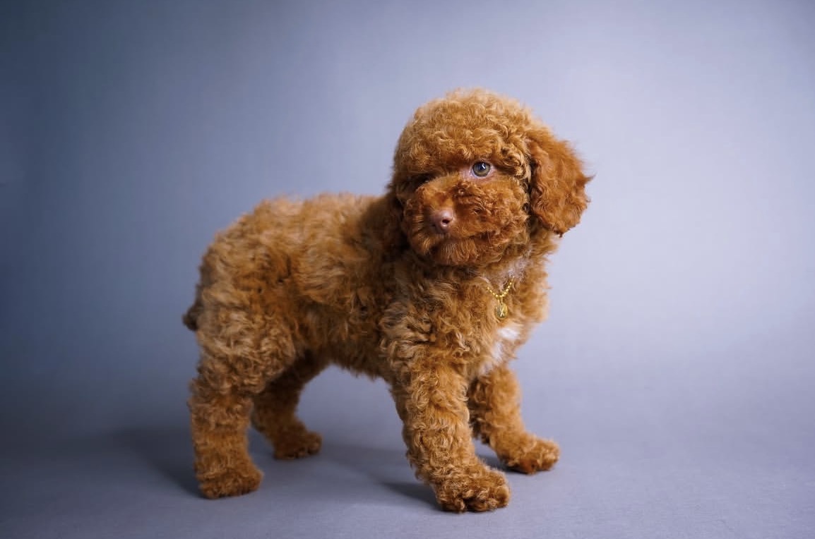 Side view of Leo, Red toy poodle