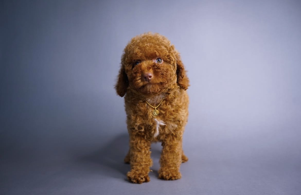 Close-up of Leo, Red toy poodle
