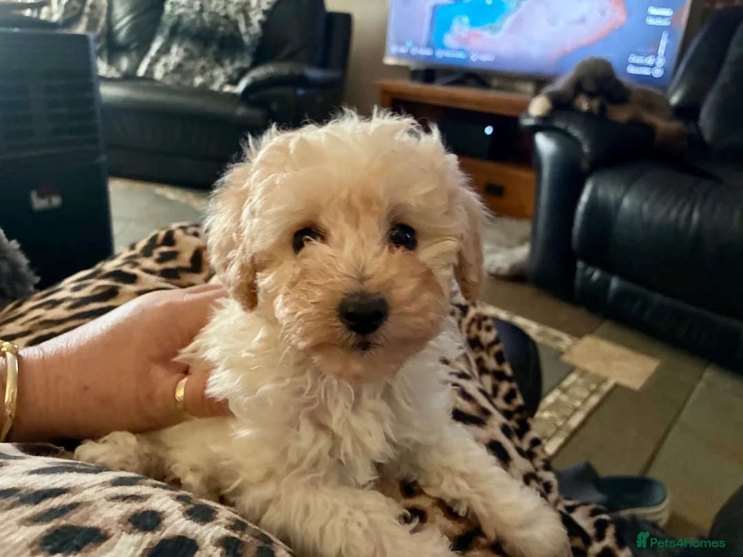 Lily, a female Cream toy poodle puppy