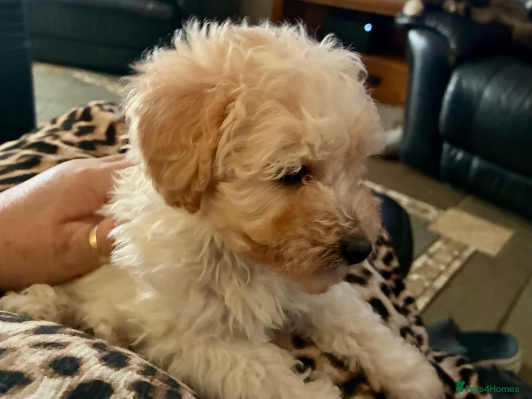 Side view of Lily, Cream toy poodle