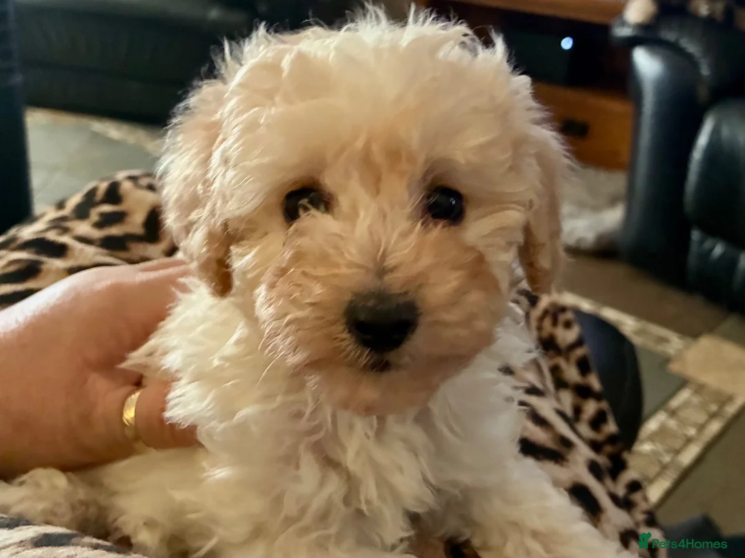 Close-up of Lily, Cream toy poodle