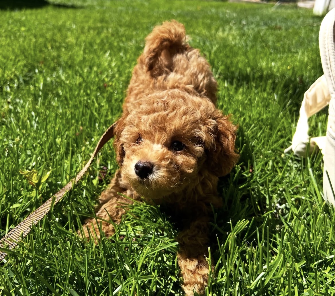 Milo, a male Apricot toy poodle puppy