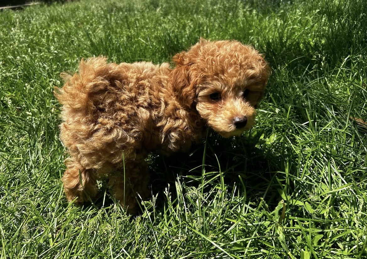 Side view of Milo, Apricot toy poodle