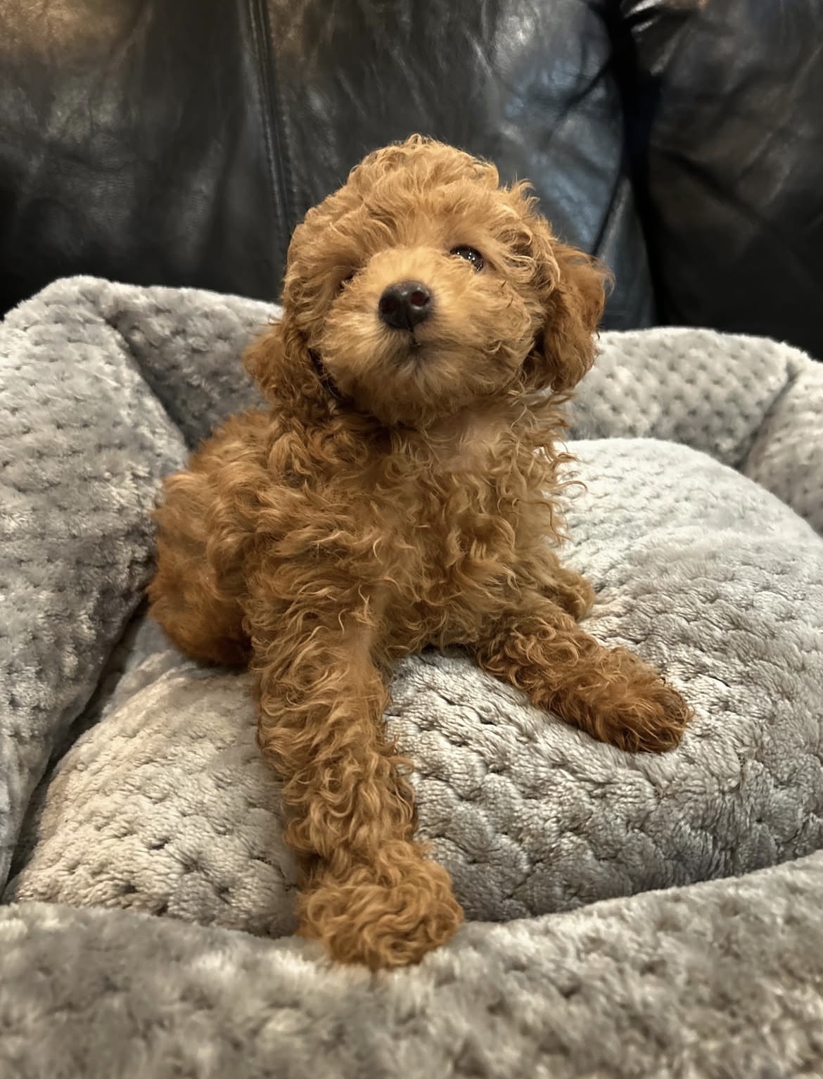 Close-up of Milo, Apricot toy poodle