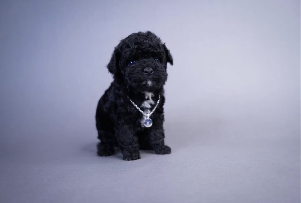 Zoe, a female Black toy poodle puppy