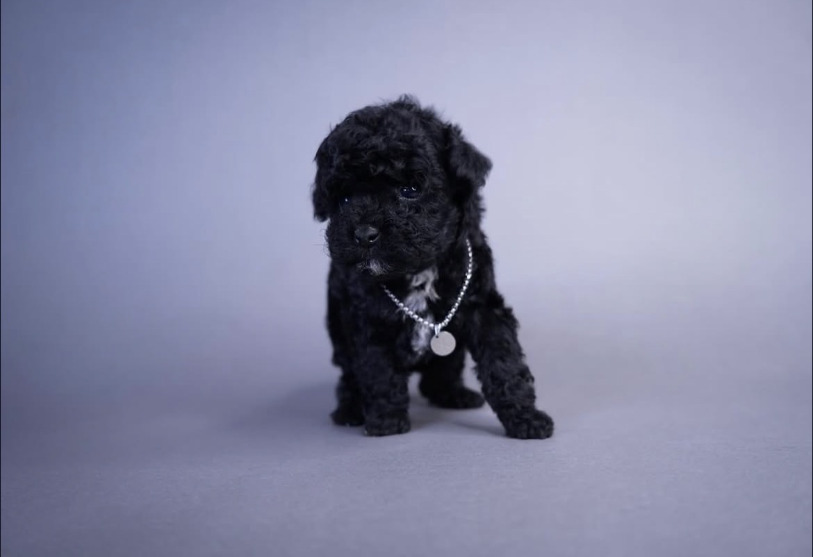 Side view of Zoe, Black toy poodle