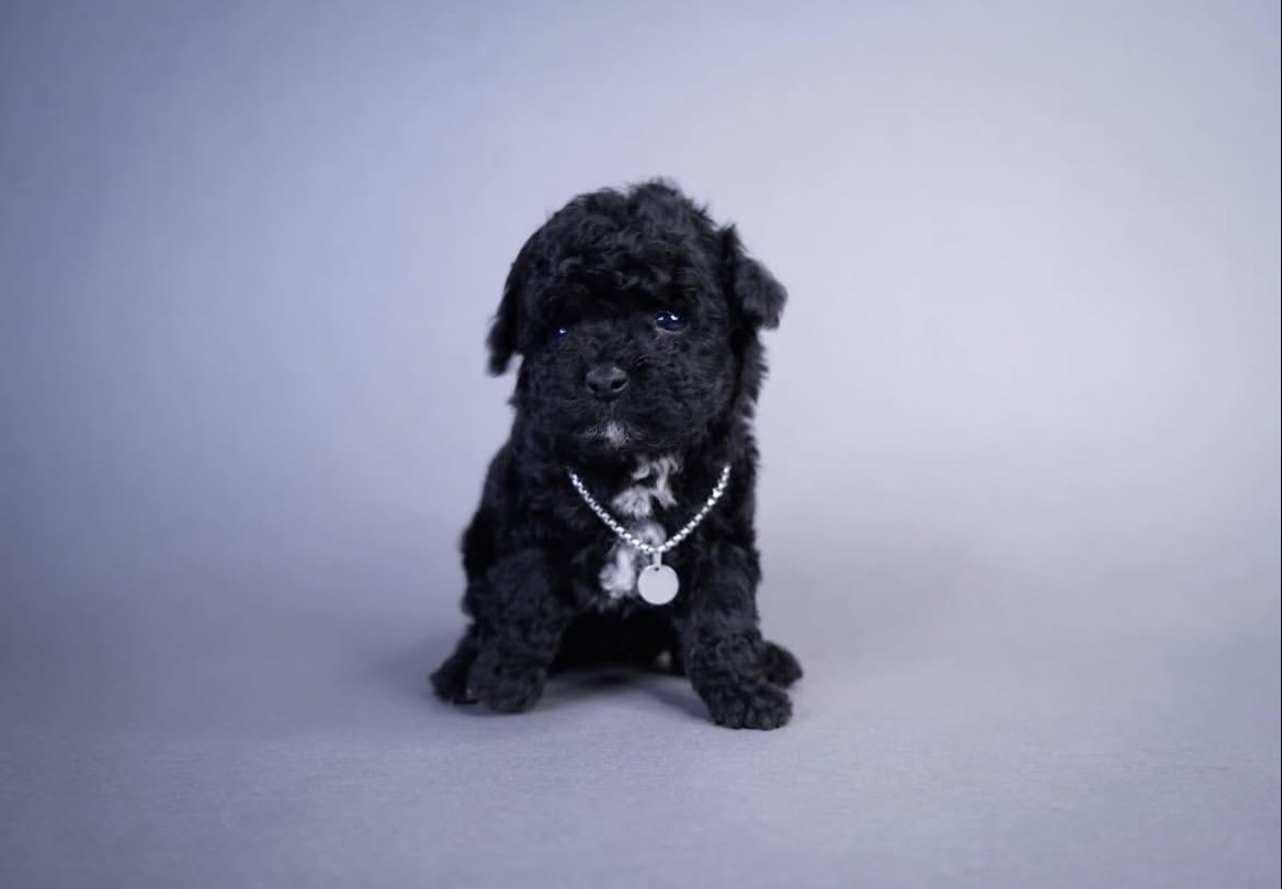 Close-up of Zoe, Black toy poodle