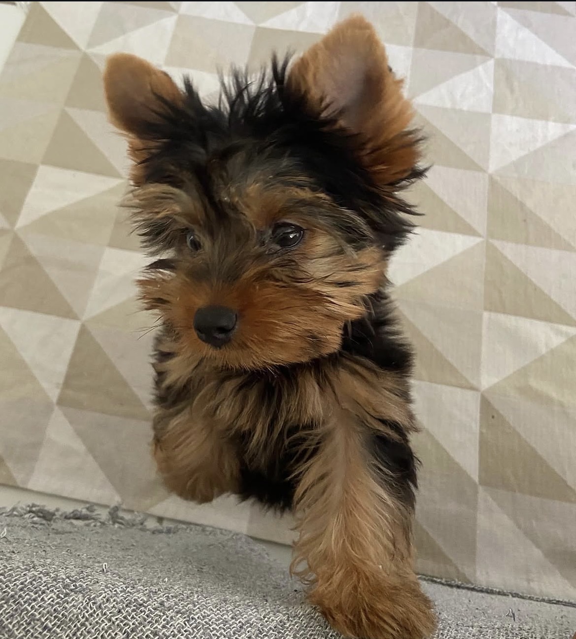 Bella, a female Black & Gold Yorkshire Terrier puppy