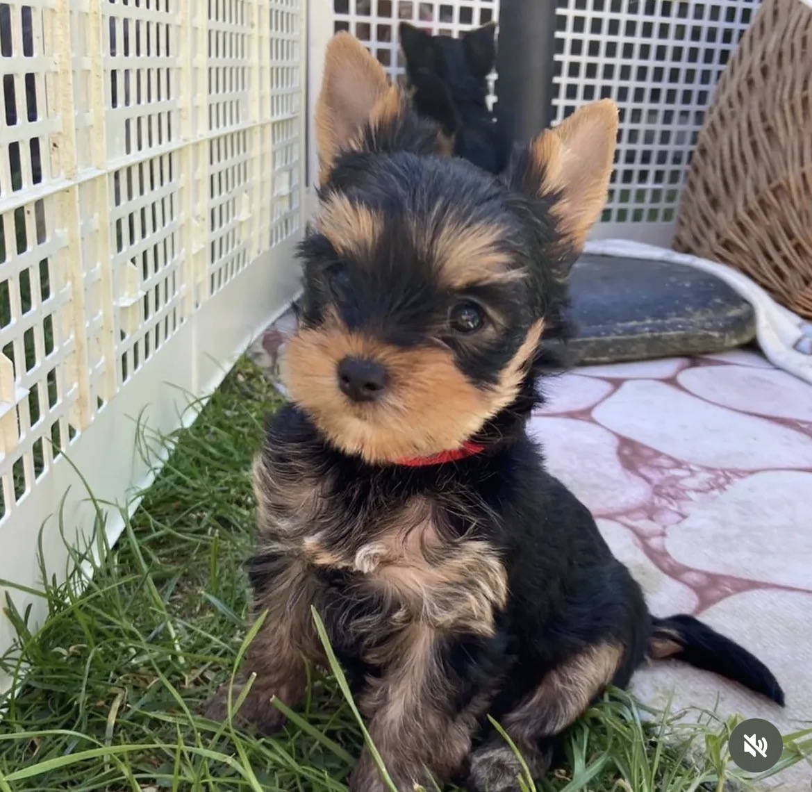 Charlie, a male Black & Gold Yorkshire Terrier puppy