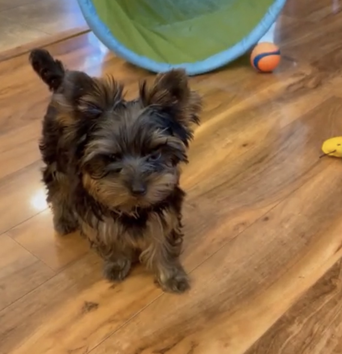 Lily, a female Black & Gold Yorkshire Terrier puppy