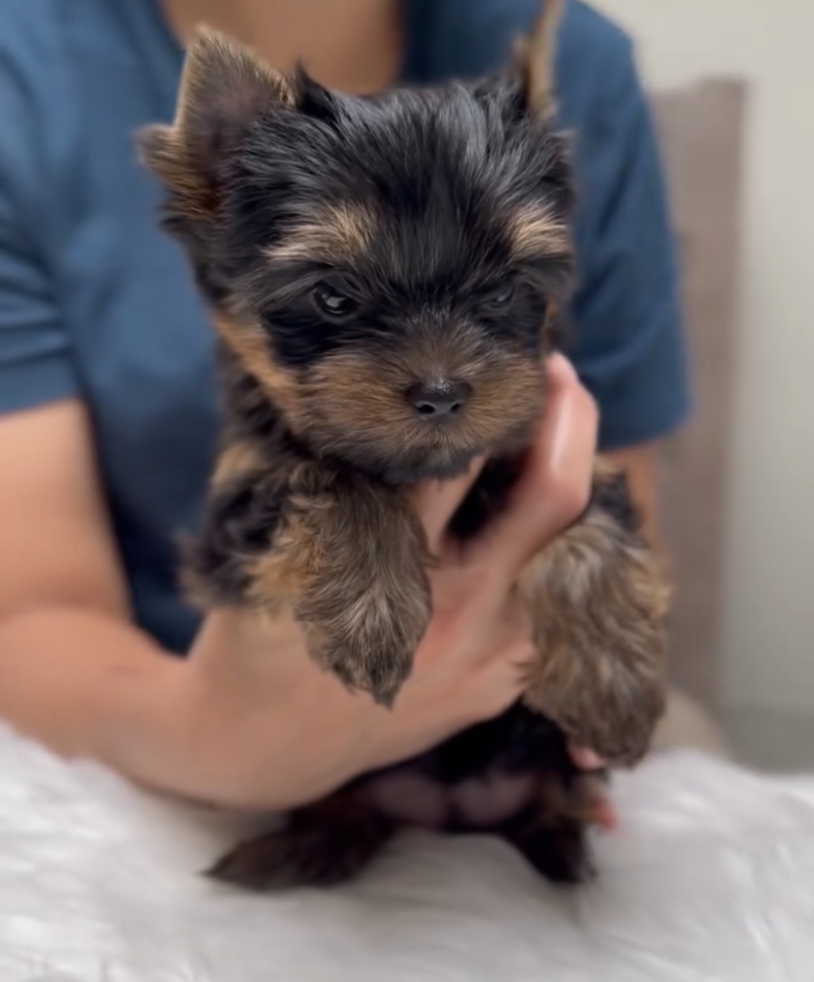 Max, a male Black & Gold Yorkshire Terrier puppy