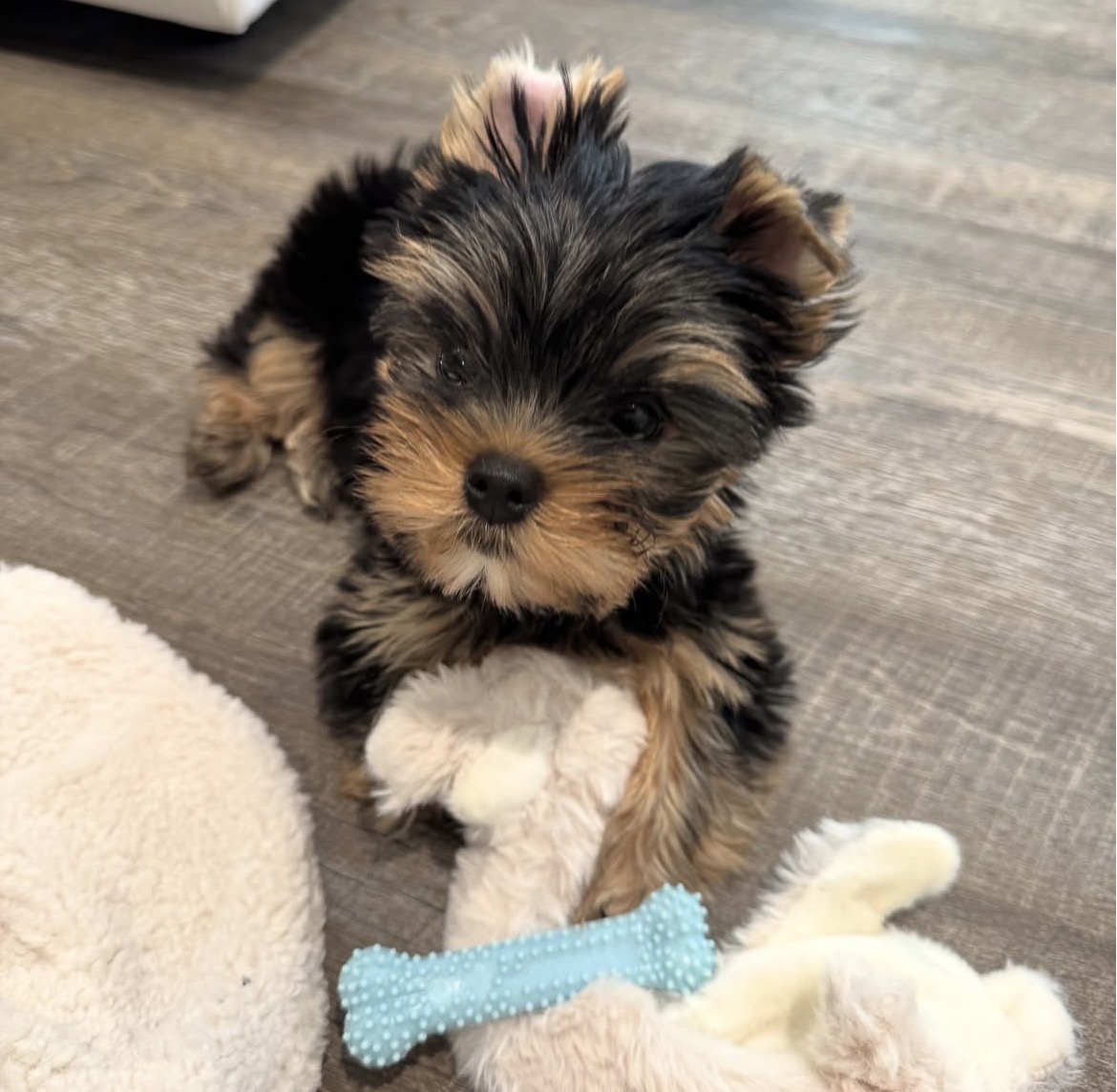 Oliver, a male Black & Gold Yorkshire Terrier puppy