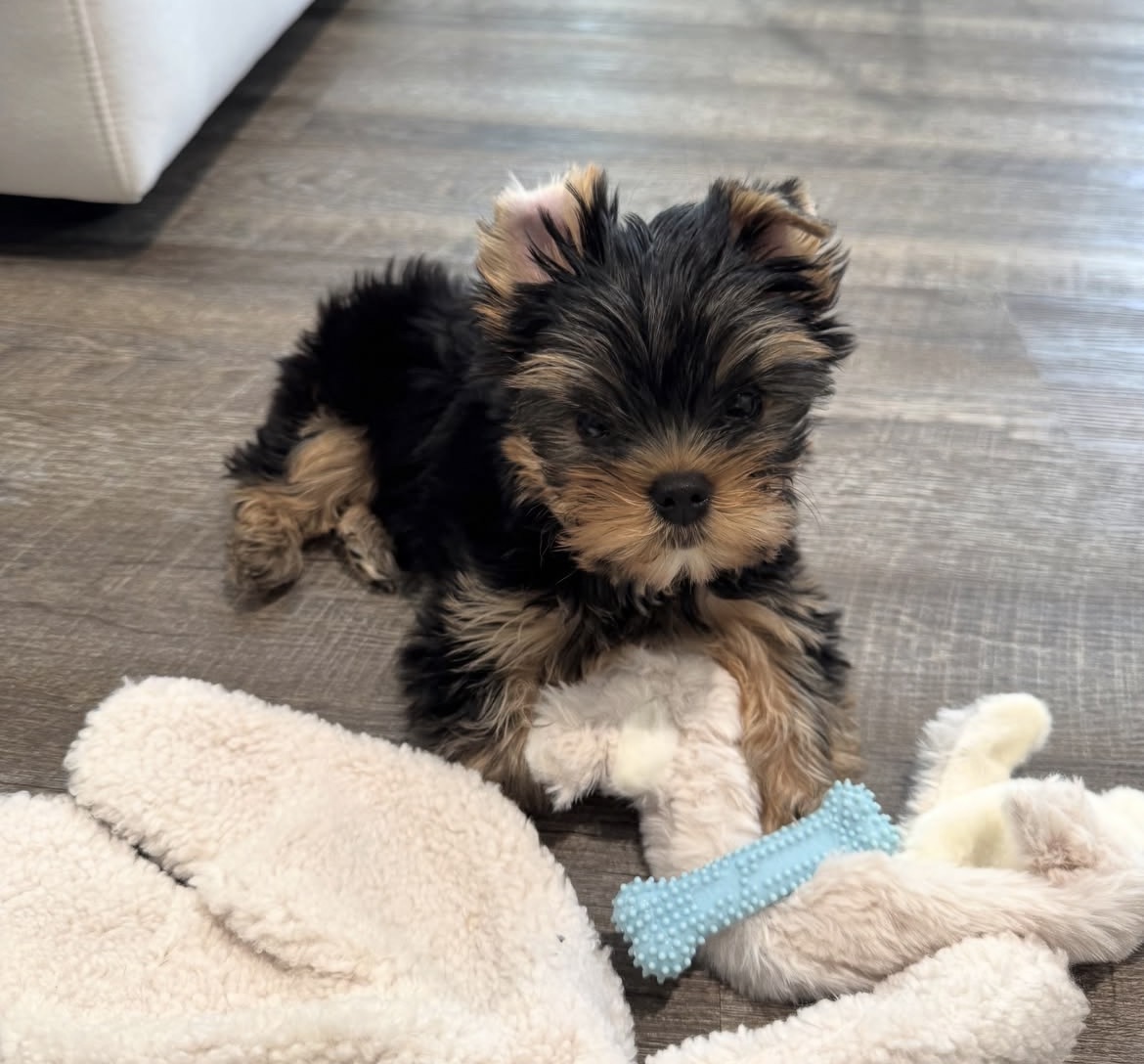 Side view of Oliver