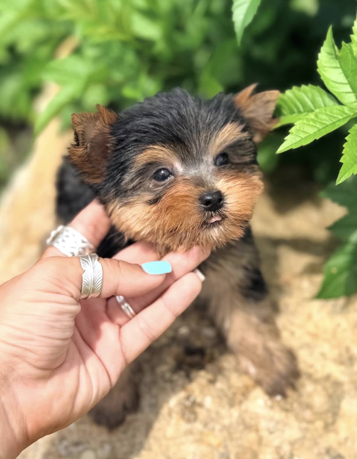 Zoe, a female Black & Gold Yorkshire Terrier puppy