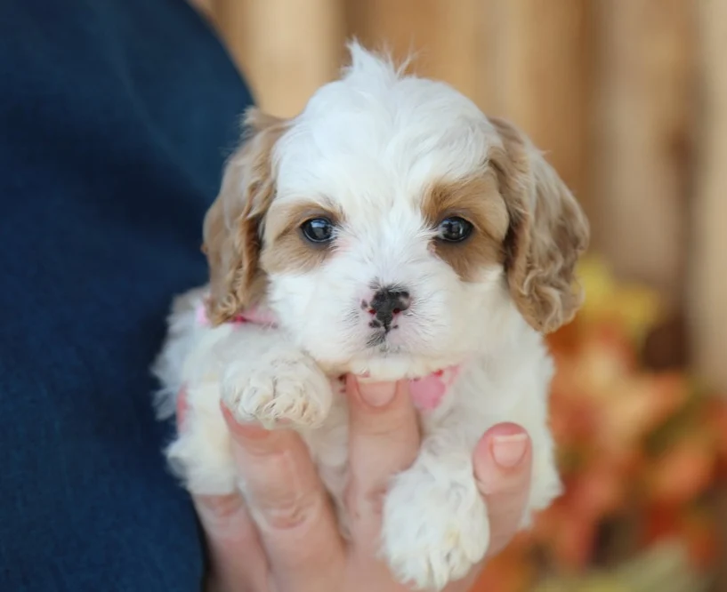 Yorkie Poo Puppy